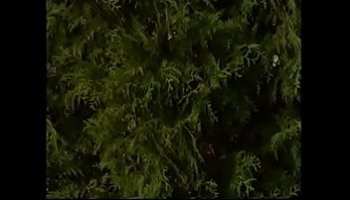 porno decaballo con una mujer